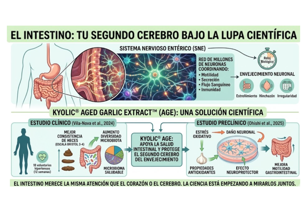 El "segundo cerebro" y el ajo añejado: una conversación que la ciencia acaba de empezar